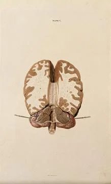 Brain: horizontal section. Coloured line engraving by W.H. Lizars, ca. 1827. Stock Illustration