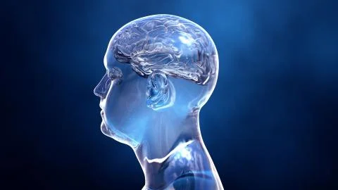 Brain in the human body Stock Illustration