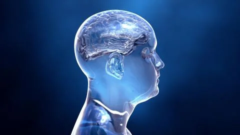 Brain in the human body Stock Illustration