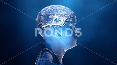 Brain in the human body Stock Illustration