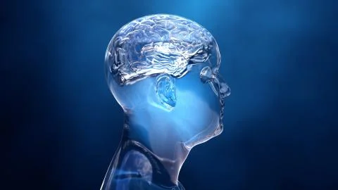 Brain in the human body Stock Illustration