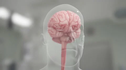Brain in Human Realistic 3D Rotation 1 Видео 130206103