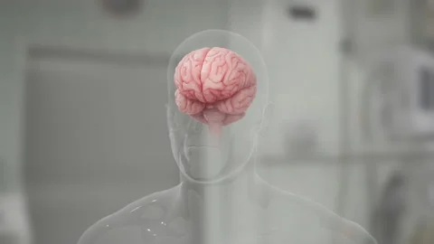 Brain in Human Realistic 3D Rotation 1 Видео 130206123