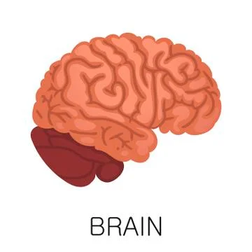 Brain icon in flat style isolated on white background. Human anatomy medical Stock Illustration