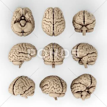 Brain Stock Illustration