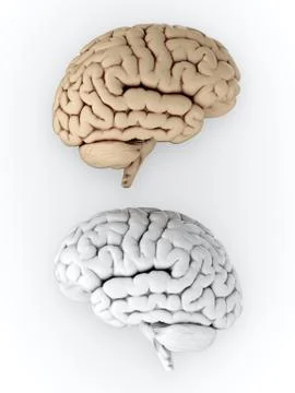 Brain Stock Illustration