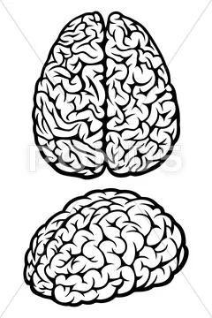 Brain Stock Illustration