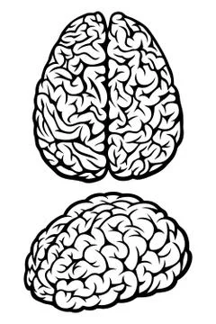 Brain Stock Illustration
