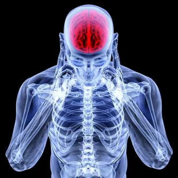 Brain Stock Illustration