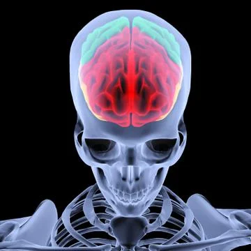 Brain Illustrazione stock