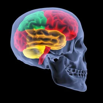 Brain Stock Illustration