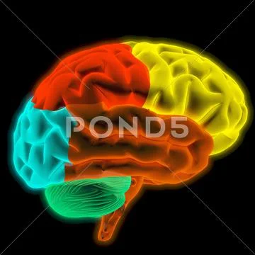 Brain Stock Illustration