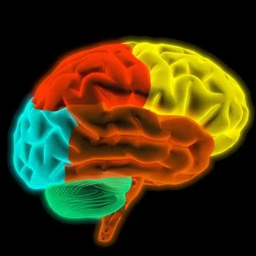 Brain 스톡 일러스트