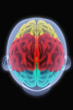 Brain Illustrazione stock