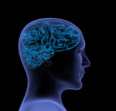 Brain Stock Illustration