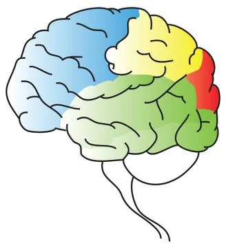 Brain Stock Illustration