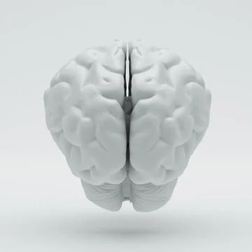 Brain Stock Illustration