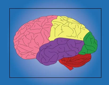 Brain Stockillustratie