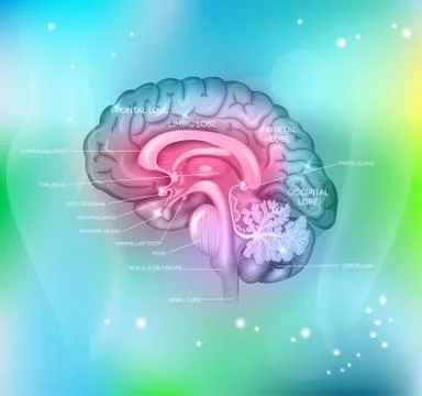 The brain Ilustração Stock