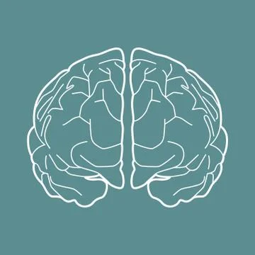 Brain Stock Illustration