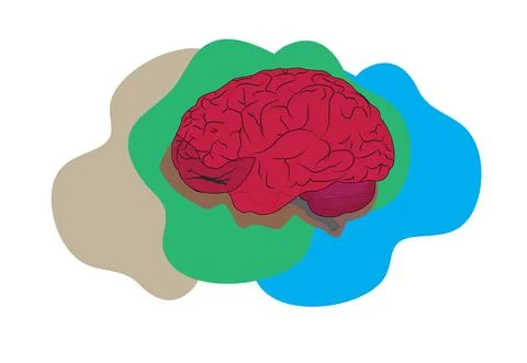 Brain Illustrazione stock
