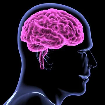 Brain Illustrazione stock