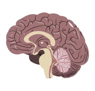 Brain illustration on white Stock Illustration