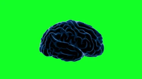 Brain impulses. Neuron system. Human anatomy. Green screen Stock Footage 59871882