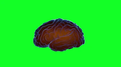 Brain impulses. Neuron system. Human anatomy. Green screen Видео 59891914
