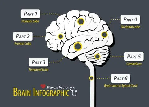 Brain infographic . Flat design . Ilustración de archivo