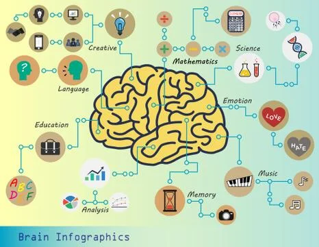 Brain infographics (brain function : creative,mathematics,science,emotion,mus Illustrazione stock