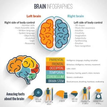 Brain inforgaphics set Stockillustratie