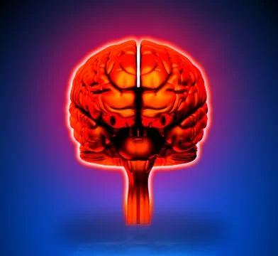 Brain - Internal organs - blue background 스톡 일러스트