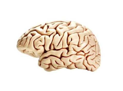 Brain isolated on white Stock Photos