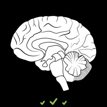 Brain it is white icon . Stock Illustration