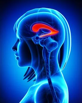 Brain lateral ventricle on blue Stock Illustration