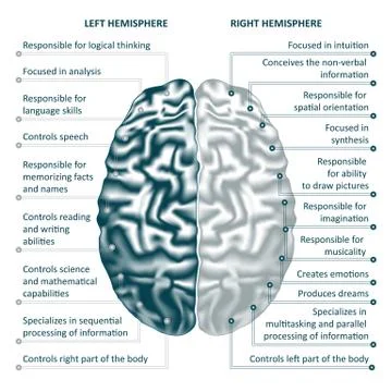 Brain left and right hemispheres infographics vector illustration Stock Illustration