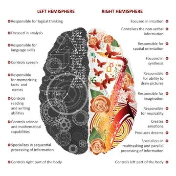 Brain left and right hemispheres infographics vector illustration Stock Illustration