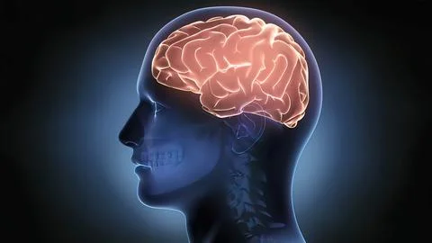 Brain-Left Hemisphere On A Black Background Stock Photos