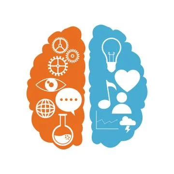 Brain left right functions learn Stock Illustration