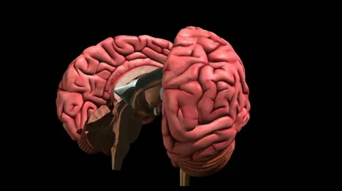 BRAIN limbic system Stock Footage
