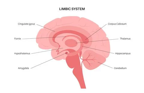 Brain limbic system Stock Illustration