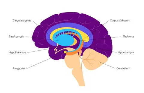 Brain limbic system Stock Illustration