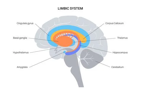 Brain limbic system Stock Illustration