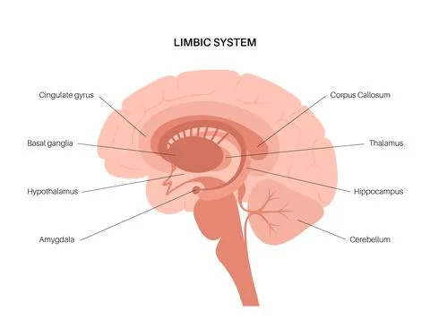 Brain limbic system Stock Illustration