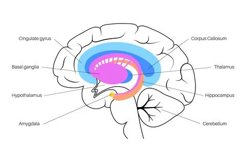 Brain limbic system Stock Illustration