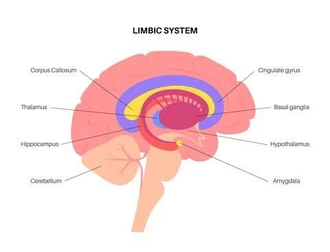 Brain limbic system Stock Illustration