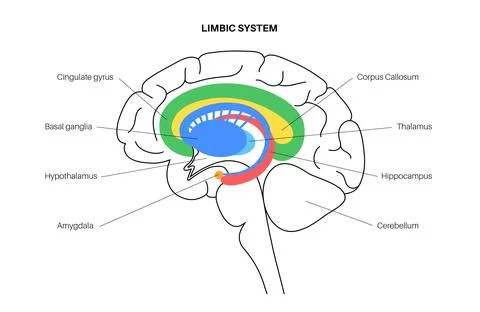 Brain limbic system Stock Illustration