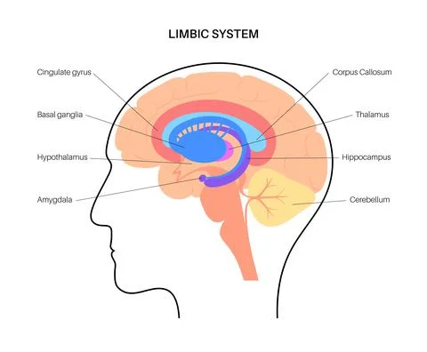 Brain limbic system Stock Illustration