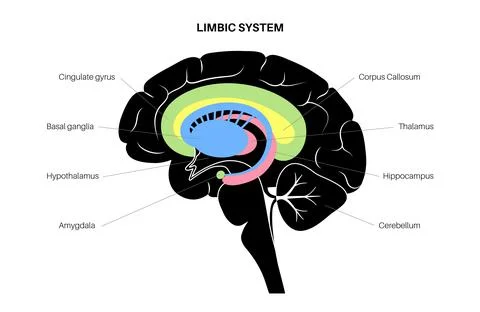 Brain limbic system Stock Illustration